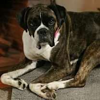 Thumbnail photo of Willow #3