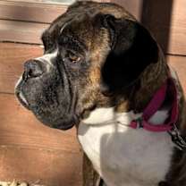 Thumbnail photo of Willow #4