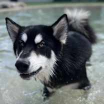 Thumbnail photo of Hawk #3