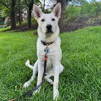 Thumbnail photo of Nala #3