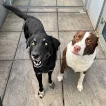 Thumbnail photo of Sugar Bear #2