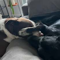 Thumbnail photo of Sugar Bear #3