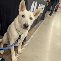 Thumbnail photo of Nala #4