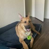 Thumbnail photo of Tyson #1