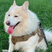 Thumbnail photo of Toffe #1