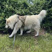 Thumbnail photo of Toffe #4