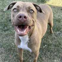 Thumbnail photo of Foxy #1