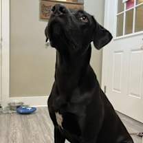 Thumbnail photo of Wilbur #4