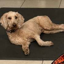 Thumbnail photo of AJ #3