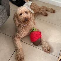 Thumbnail photo of AJ #4