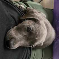 Thumbnail photo of Bodie #1