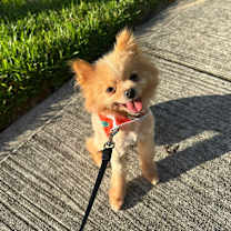 Thumbnail photo of HoneyBear #1