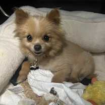 Thumbnail photo of HoneyBear #2