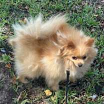 Thumbnail photo of HoneyBear #3