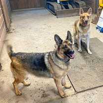 Thumbnail photo of Joker (With Harley) #2