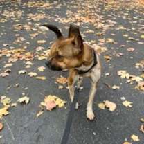 Thumbnail photo of Nala (in Foster) #2