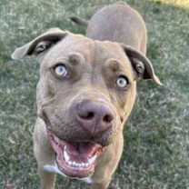 Thumbnail photo of Foxy #3