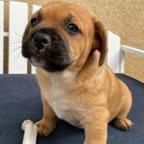 Thumbnail photo of Hugo - Adopt Me! #1