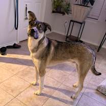 Thumbnail photo of Meatball #1