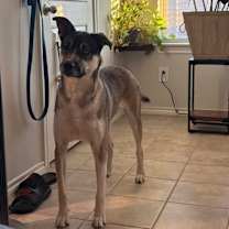 Thumbnail photo of Meatball #2