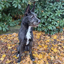 Thumbnail photo of Rocco #4