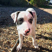 Thumbnail photo of Spanky #1