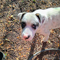 Thumbnail photo of Spanky #2