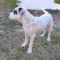 Thumbnail photo of Spanky #3