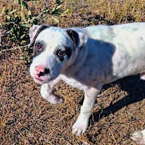 Thumbnail photo of Spanky #4