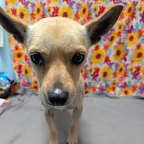 Thumbnail photo of Gordon #3