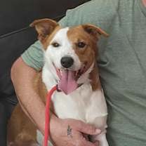 Thumbnail photo of Dill #1