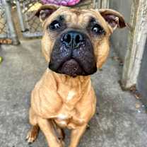 Thumbnail photo of Indigo #1