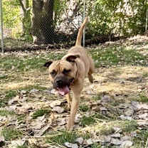 Thumbnail photo of Indigo #3