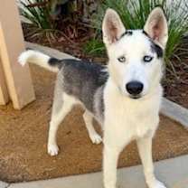 Thumbnail photo of Ankole* #2