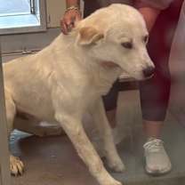 Thumbnail photo of Tank ATX #3