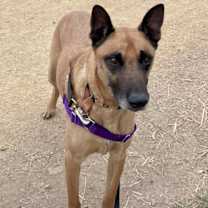 Thumbnail photo of Roux #3