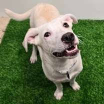 Thumbnail photo of Angel #2