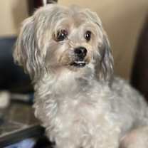 Thumbnail photo of Bailey #1