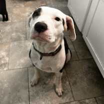 Thumbnail photo of Cookie #2