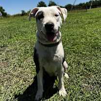 Thumbnail photo of Cookie #3