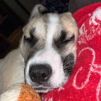 Thumbnail photo of Wonder #3