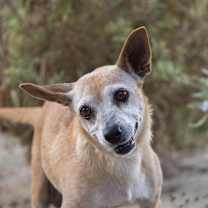 Thumbnail photo of Diane #2