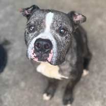 Thumbnail photo of Sugar Faced Trevor #3