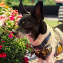 Thumbnail photo of Zeus #3