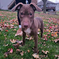 Thumbnail photo of Tommy * #2