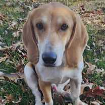 Thumbnail photo of COOL SNOOP DOGG #1