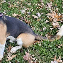 Thumbnail photo of COOL SNOOP DOGG #2