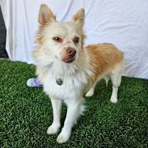 Thumbnail photo of Jackson Browne #2