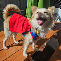 Thumbnail photo of Jackson Browne #3