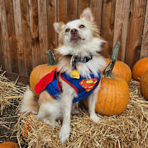 Thumbnail photo of Jackson Browne #4